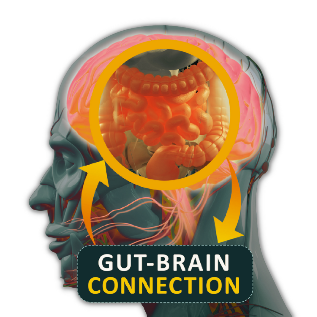 The Gut and Brain Connection