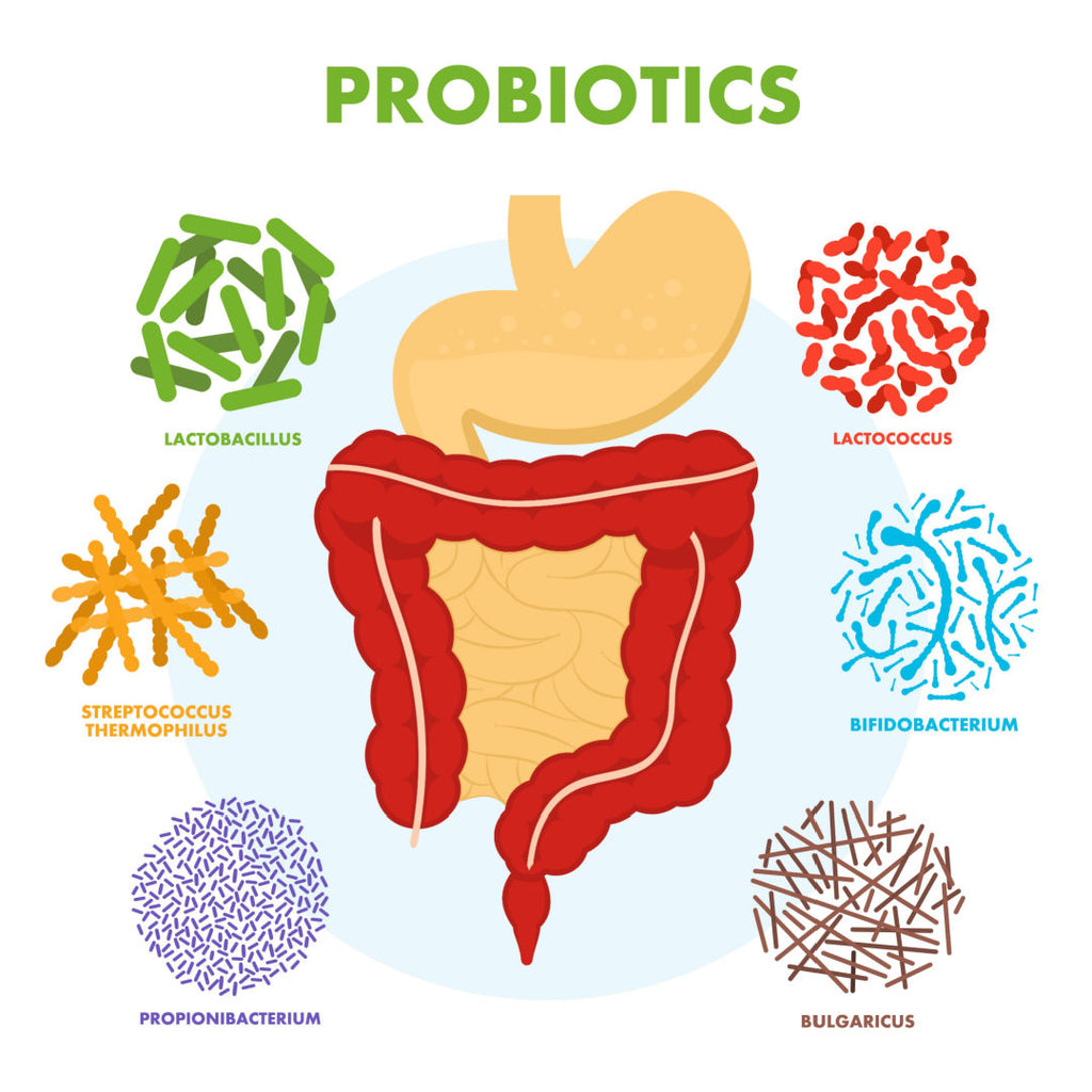 When is the best time to take Probiotics?
