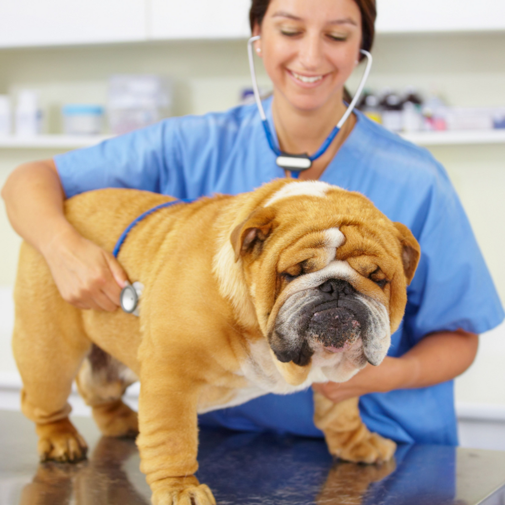 October is National Pet Wellness Month