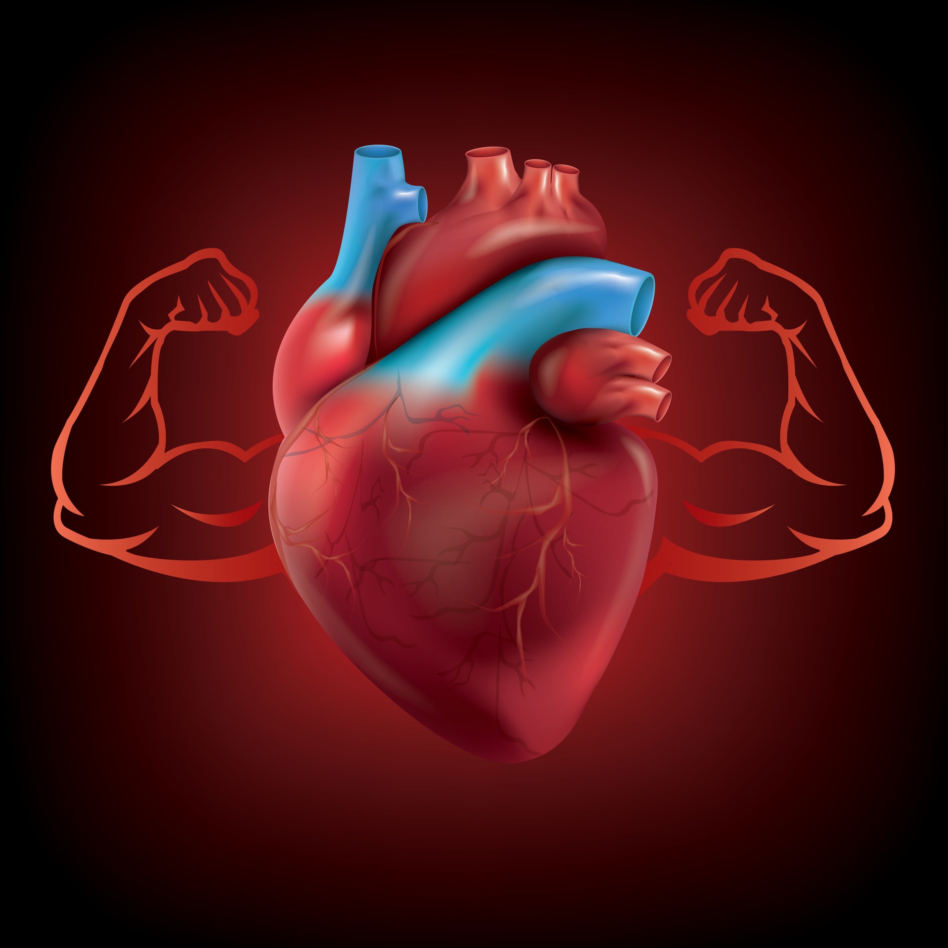 Why Cardiovascular Fitness Is the Foundation of Heart Health – Daiwa ...