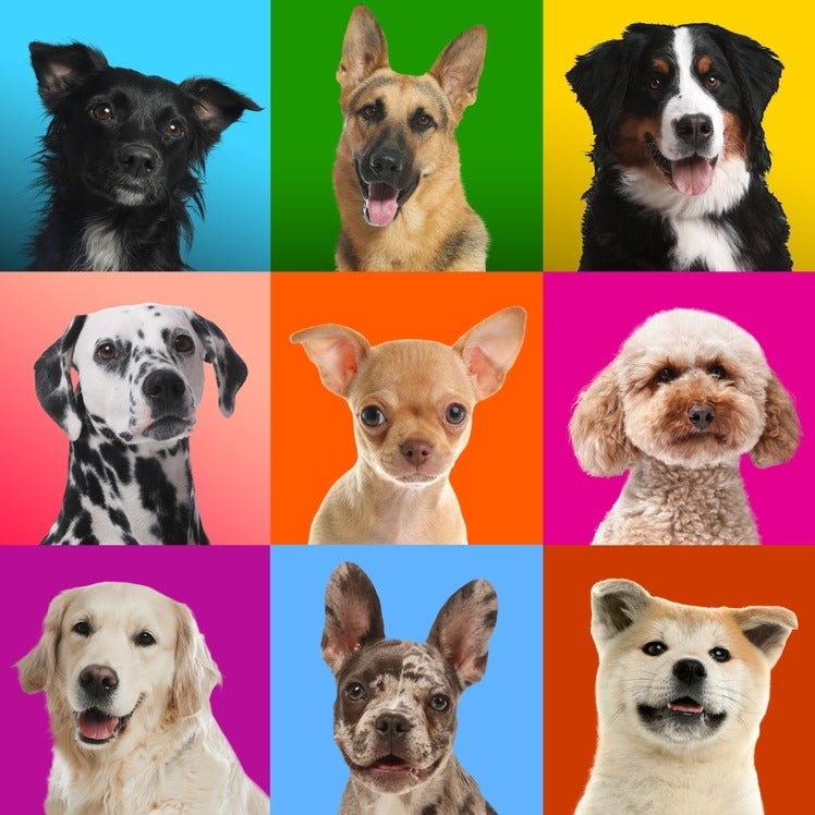 Top 10 Breeds That Make Excellent Therapy Pets